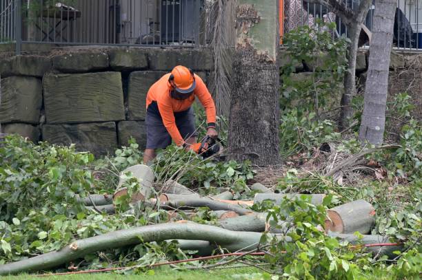 Tree Removal for Businesses in Hebron, PA